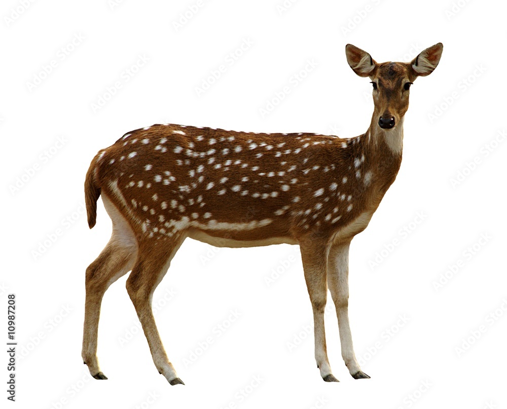 Fototapeta premium Spotted Deer