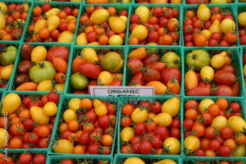 Organic Yellow and Red Cherry Tomatoes at Farmers Market © nextrecord