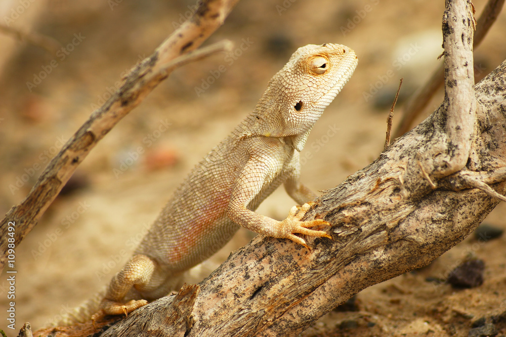 Fototapeta premium Agama lizard