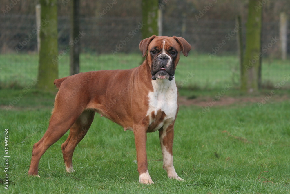 Un beau Standard de Boxer