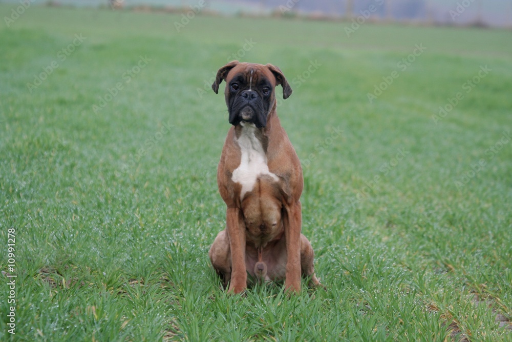 Boxer assis de face