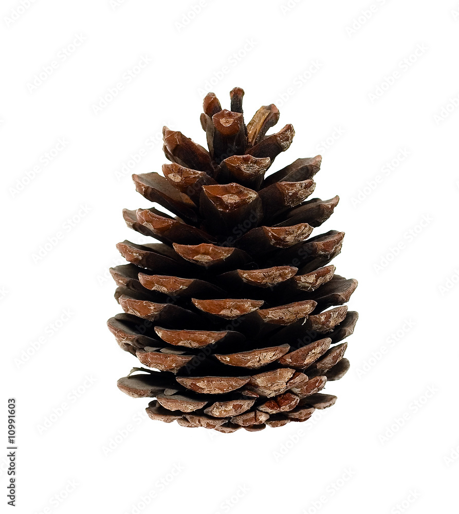 Cone Cone
