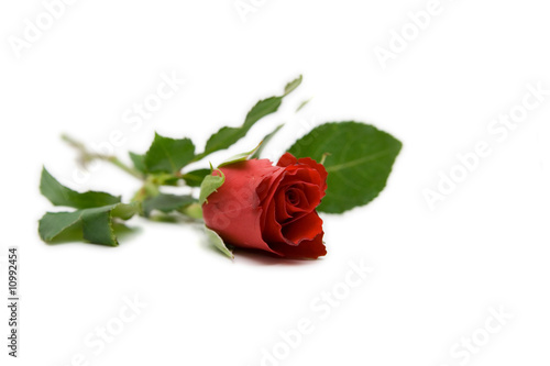 red rose isolated on white with space for text