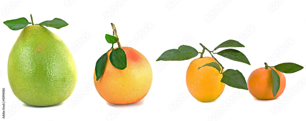 Pamelo, tangerines, grapefruits and oranges isolated on white ba Pamelo, tangerines, grapefruits and oranges isolated on white ba
