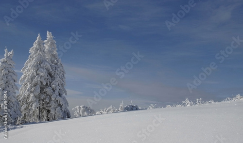 Wallpaper Mural Winterwald Torontodigital.ca