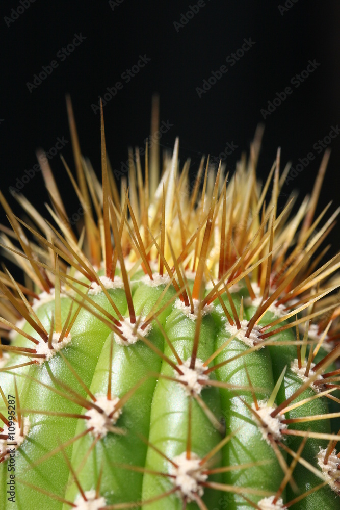 cactus head cactus head