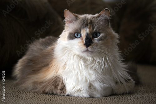 dilute calico kitty