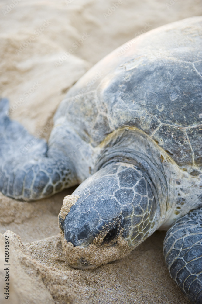 Fototapeta premium Endangered Green Back turtle