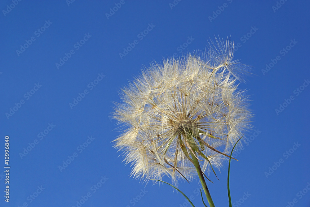 Fototapeta premium Bocksbart - Western Salsify 05