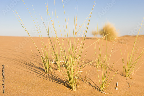 Wahiba Desert Oman