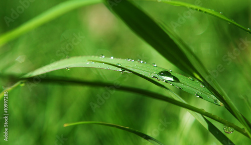 Fotografia Grass and dew