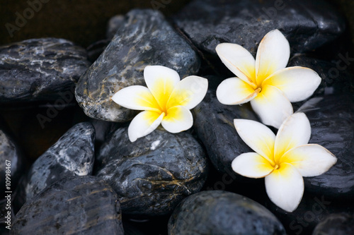 Frangipani flowers and spa stones