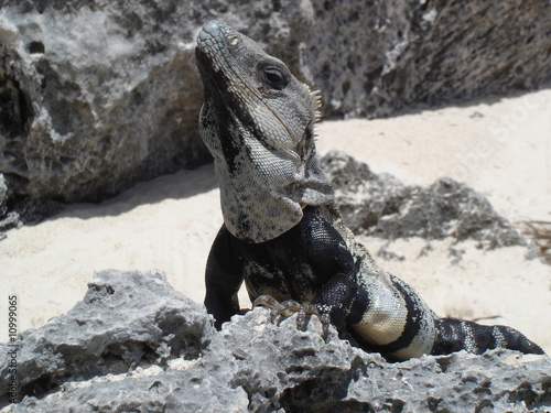 Yucatan Leguan
