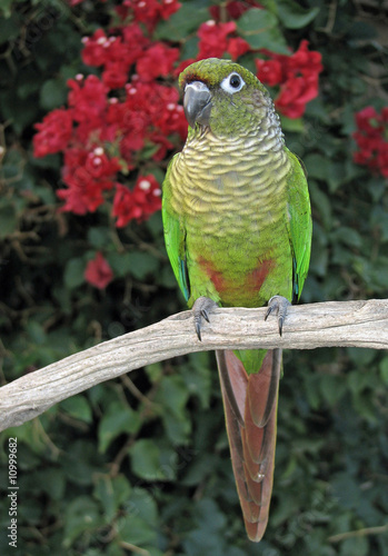 Maroon-Bellied Conure
