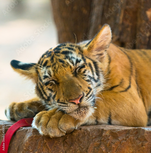 Fototapeta Naklejka Na Ścianę i Meble -  close up image of young tiger