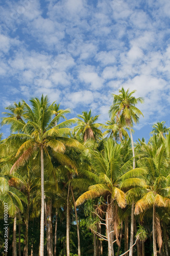 coconut palms over blue sky background