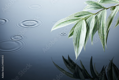 water  leaves and ripples