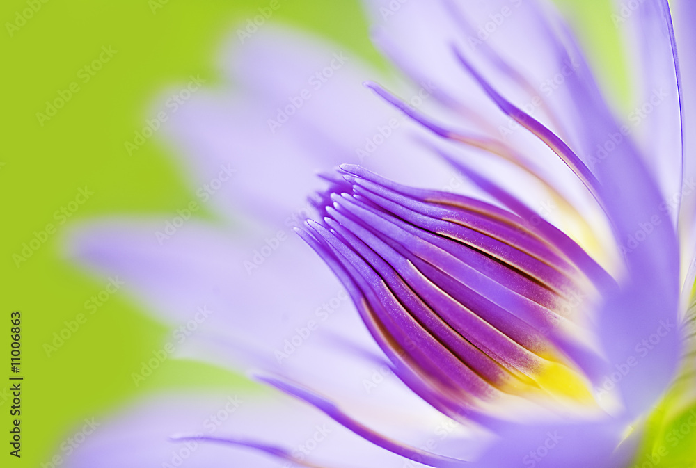 close-up lotus flower water-lily Nelumbo nucifera close-up lotus flower water-lily Nelumbo nucifera