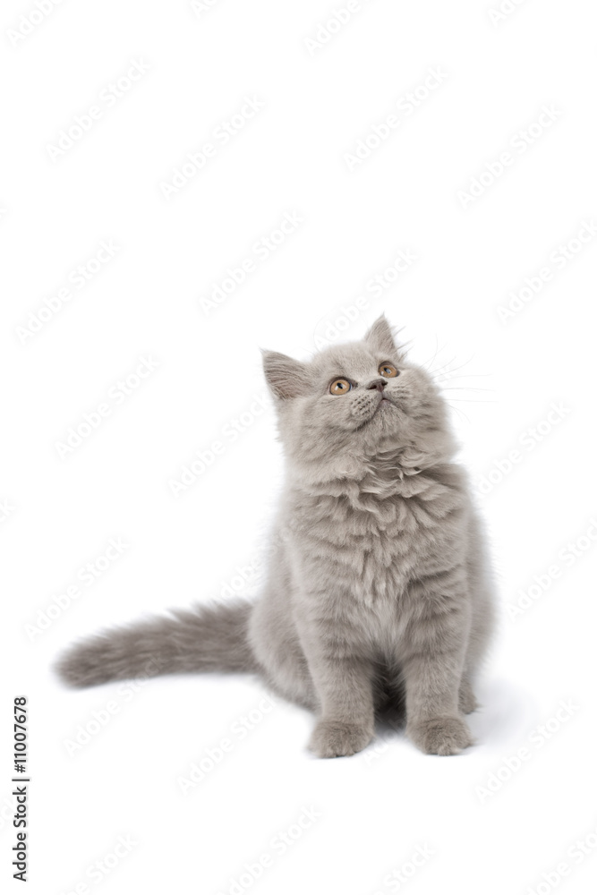 british kitten looking up isolated