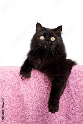 cute black cat isolated