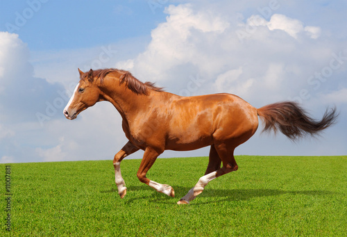 Sorrel trakehner stallion