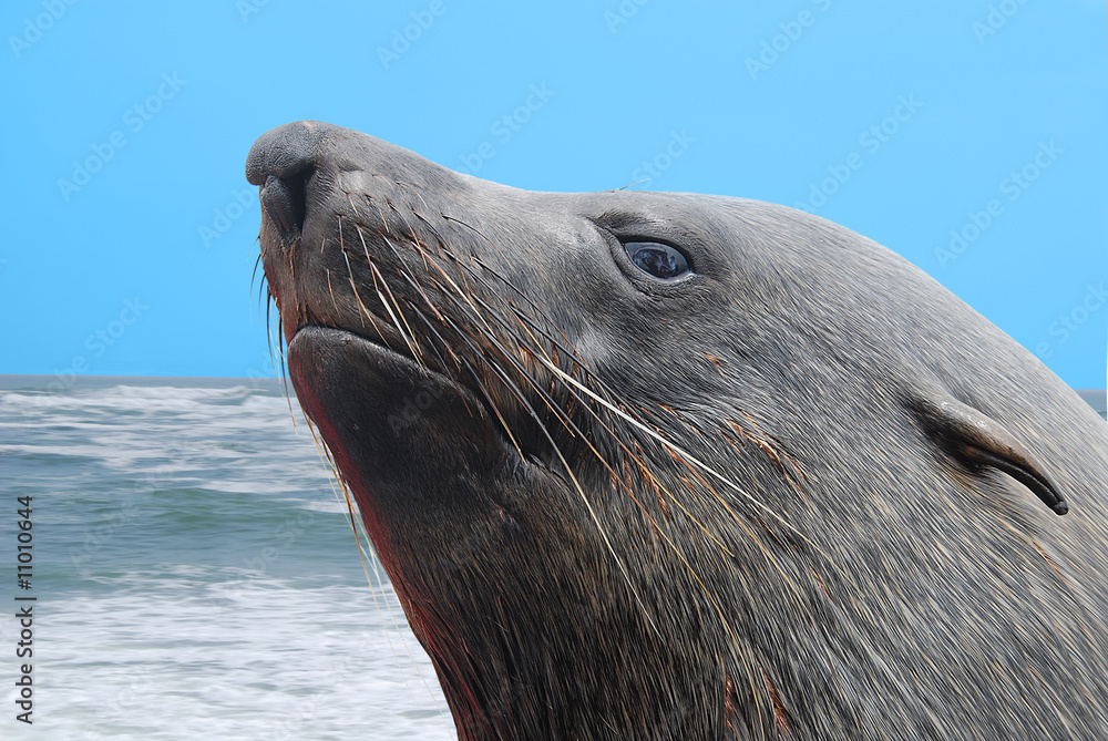 Naklejka premium Namibia - Otaria