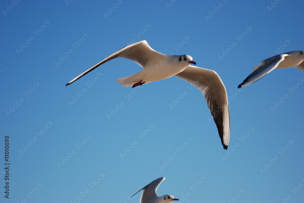 Obraz premium oiseau de mer