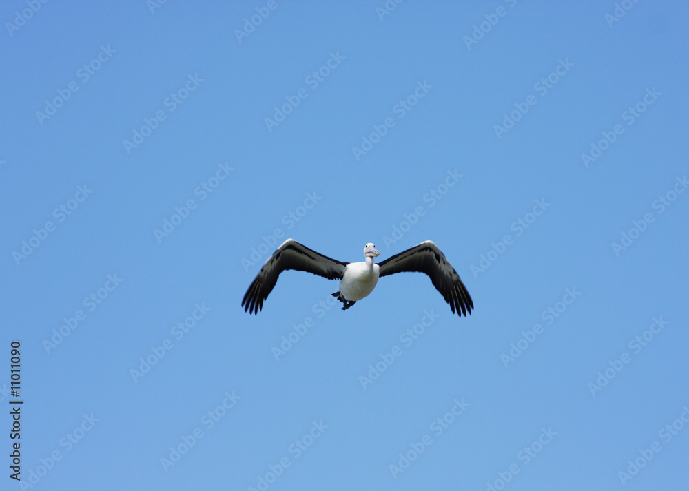Australian Pelican