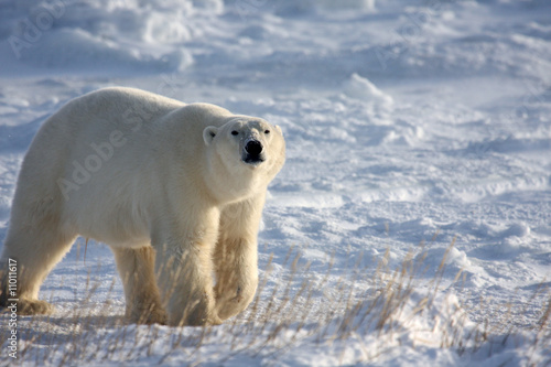 Classic polar bear in the arctic snow near Hudson Bay photo