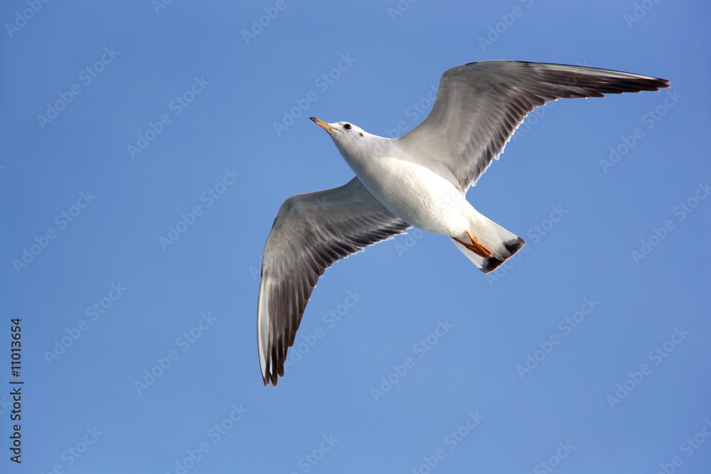 Gliding gull