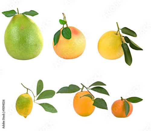 Fototapeta Naklejka Na Ścianę i Meble -  Pamelo, tangerines, grapefruits and orange isolated on white bac