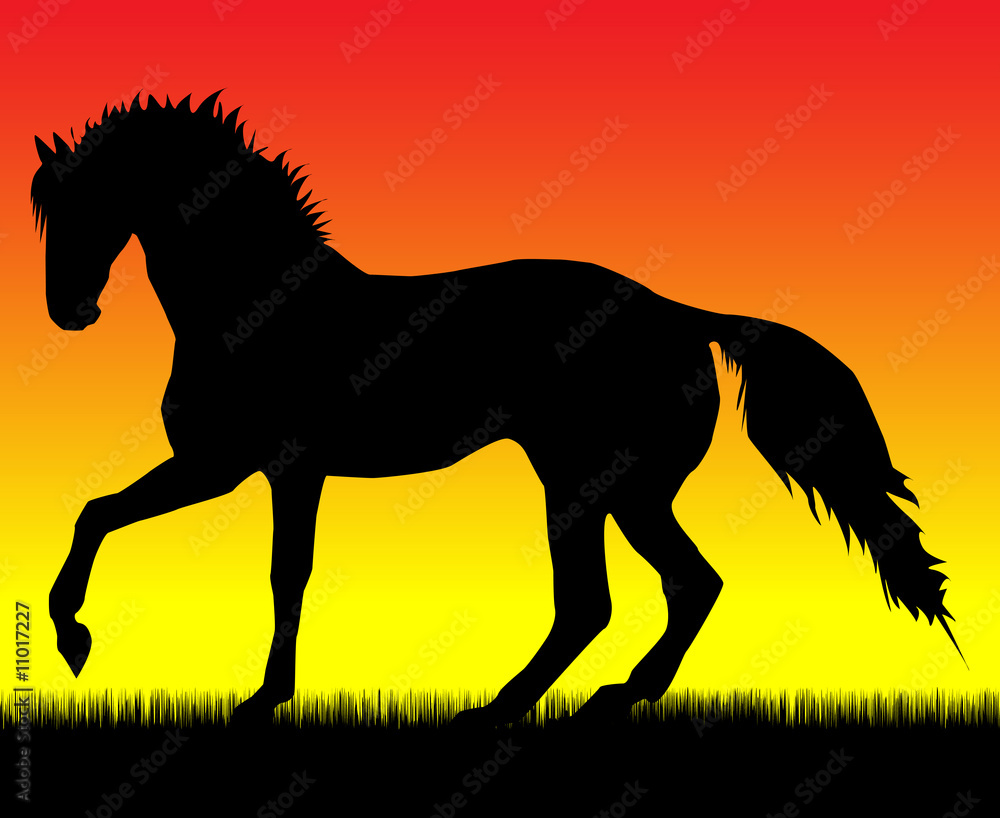 Fototapeta The Spanish stepping horse