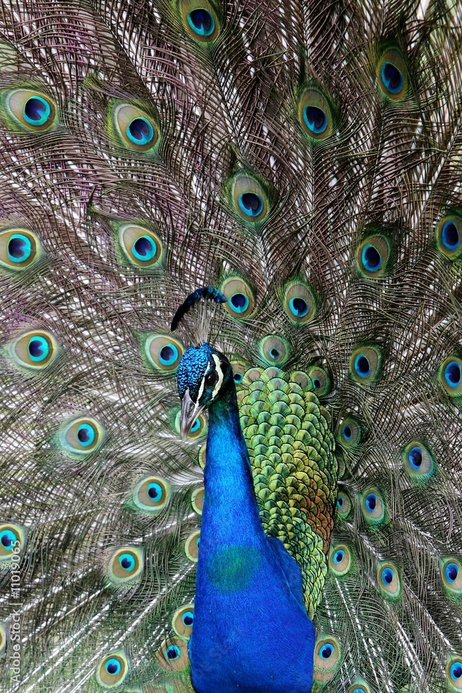 Obraz premium Peacock Display