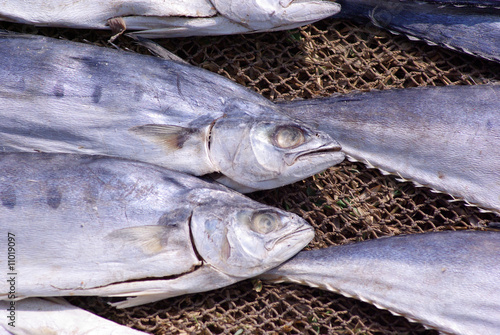 dry fish detail