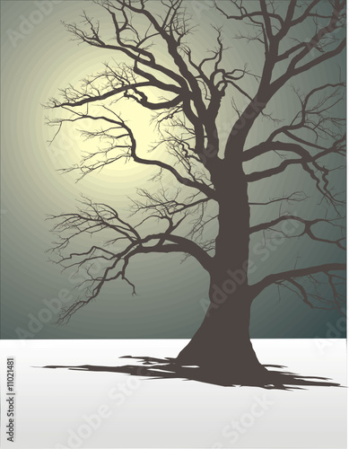 Tree In Winter Fog