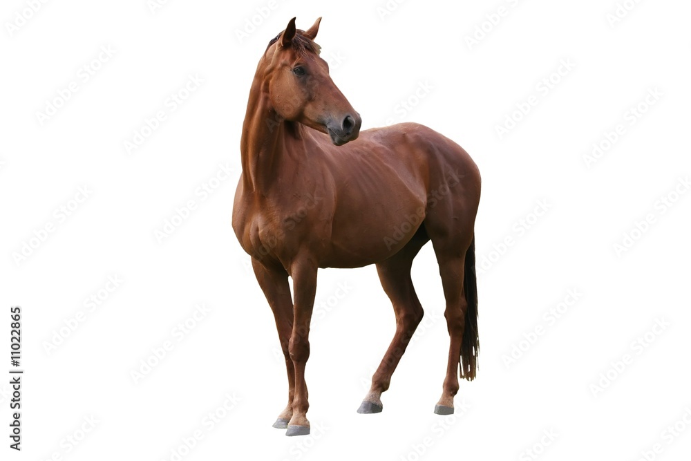 Fototapeta premium Brązowy Koń Odizolowywający