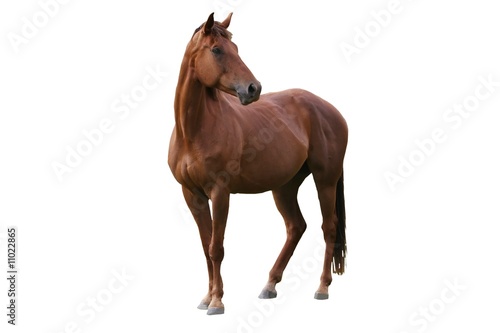 Fotografie, Obraz Brown Horse Isolated