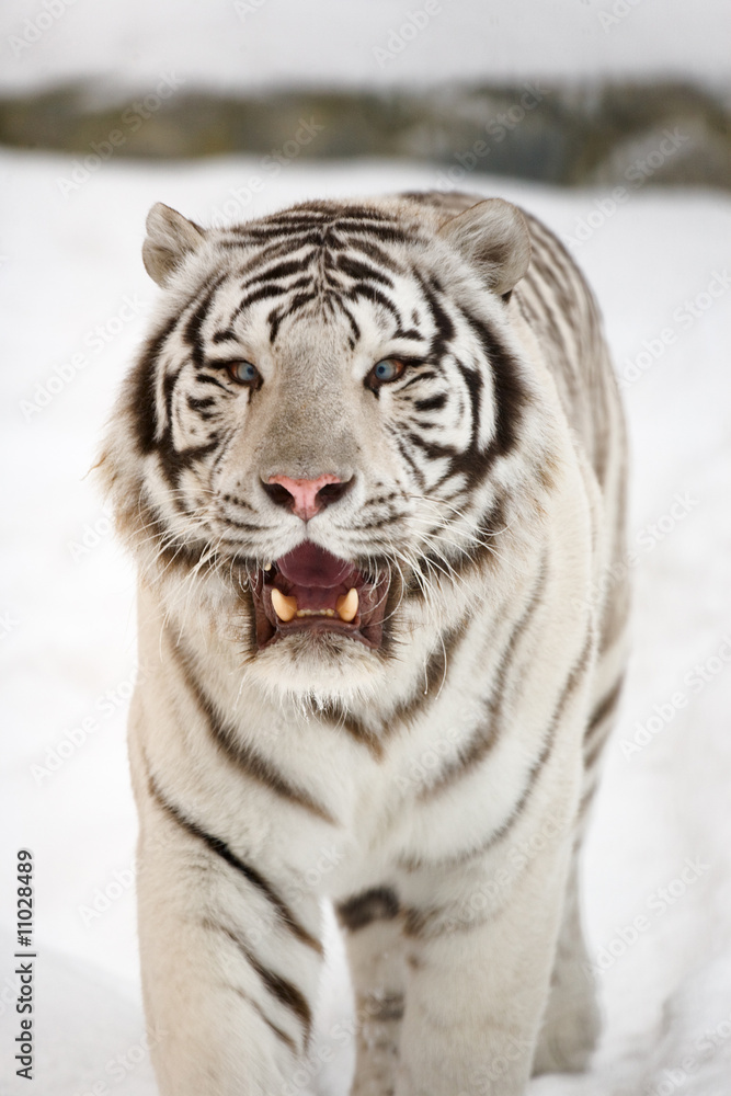 Fototapeta premium White tiger portrait