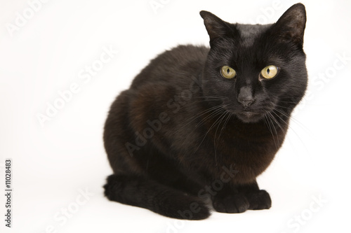 Fototapeta Naklejka Na Ścianę i Meble -  A black cat isolated on a white background.
