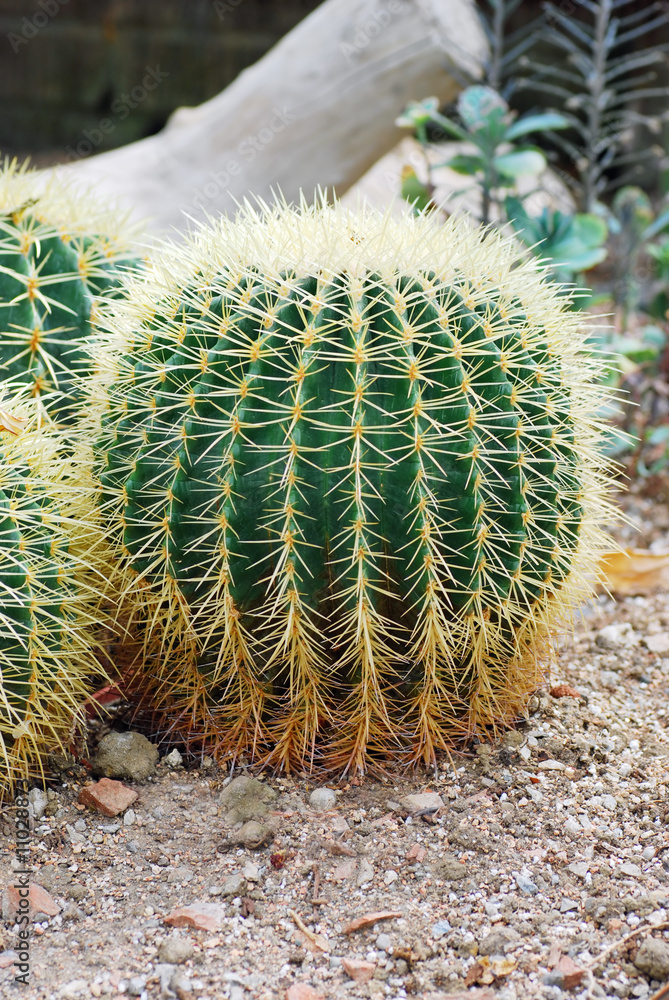 Round barrel Cactus Round barrel Cactus