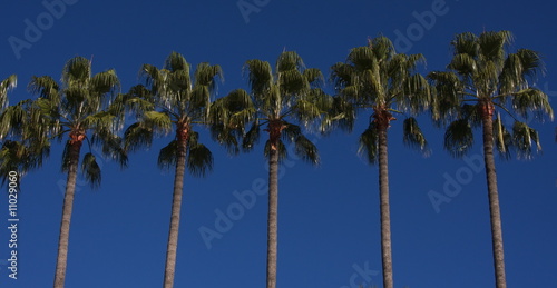 palmiers sur ciel d'azur