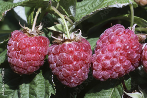 Rubus ideaus 'Galante' (Framboisier) photo