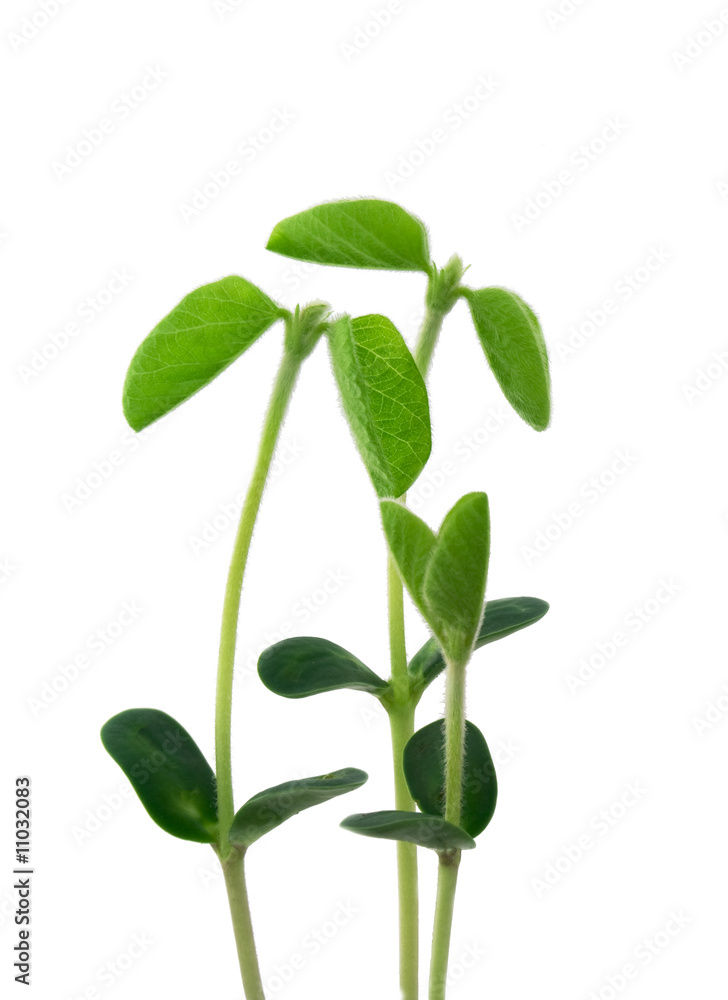 Young plants like a familiy Young plants like a familiy