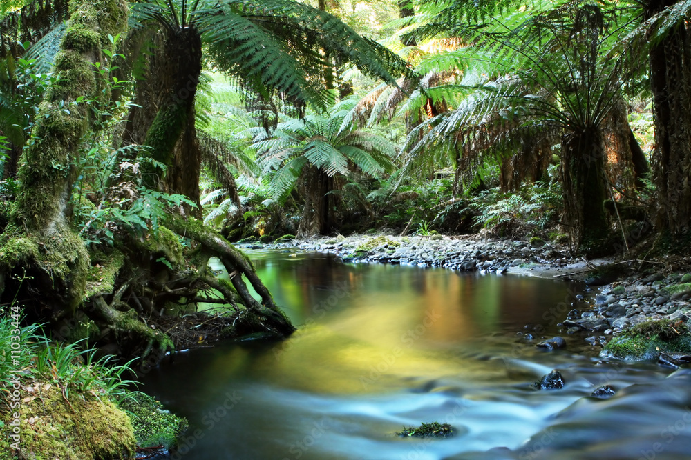 Rainforest Rainforest