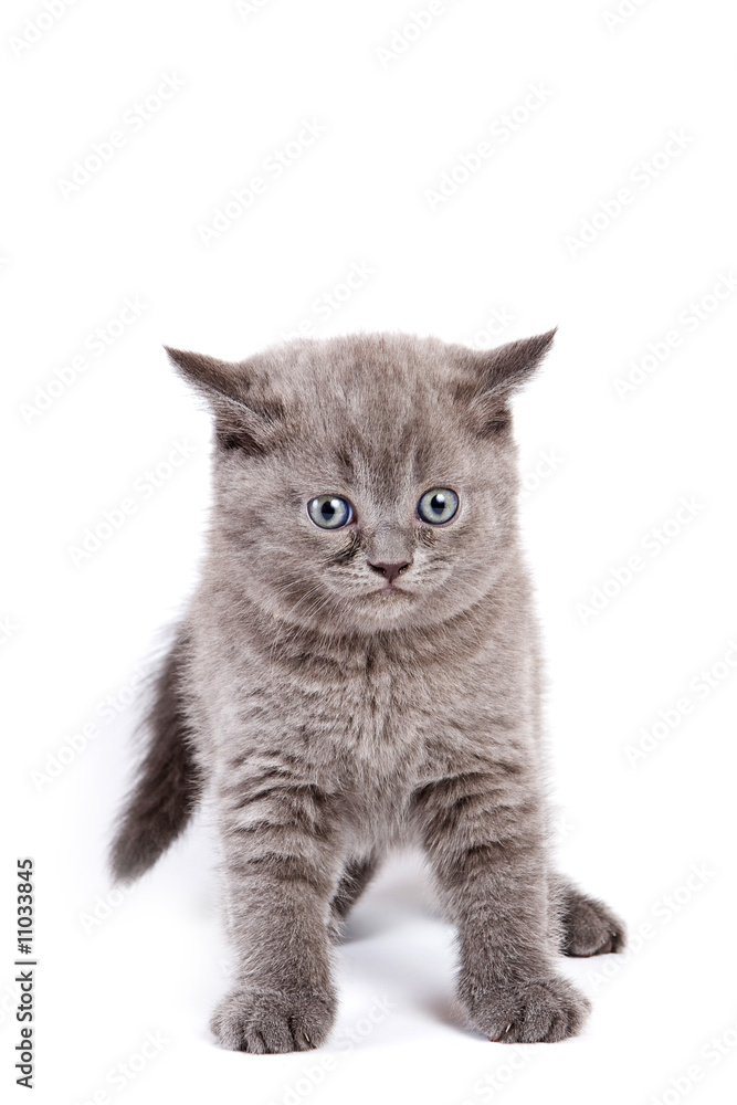 Obraz premium British kitten on white background