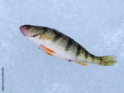 Perch on a frozen lake after being caught.