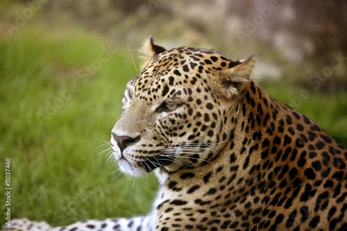 African leopard on green grass