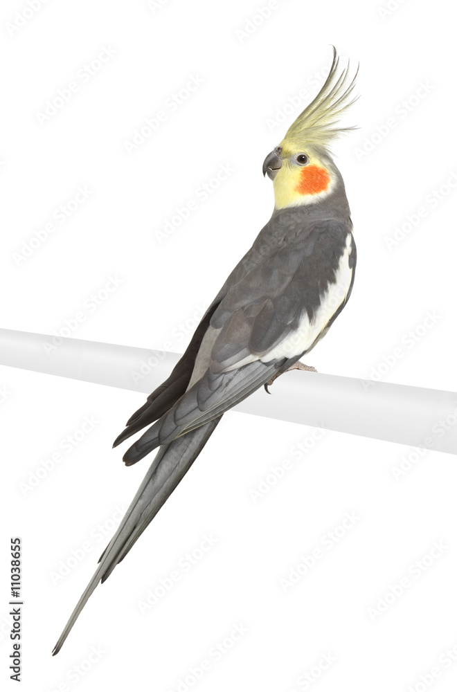 Cockatiel - Nymphicus hollandicus Stock Photo | Adobe Stock