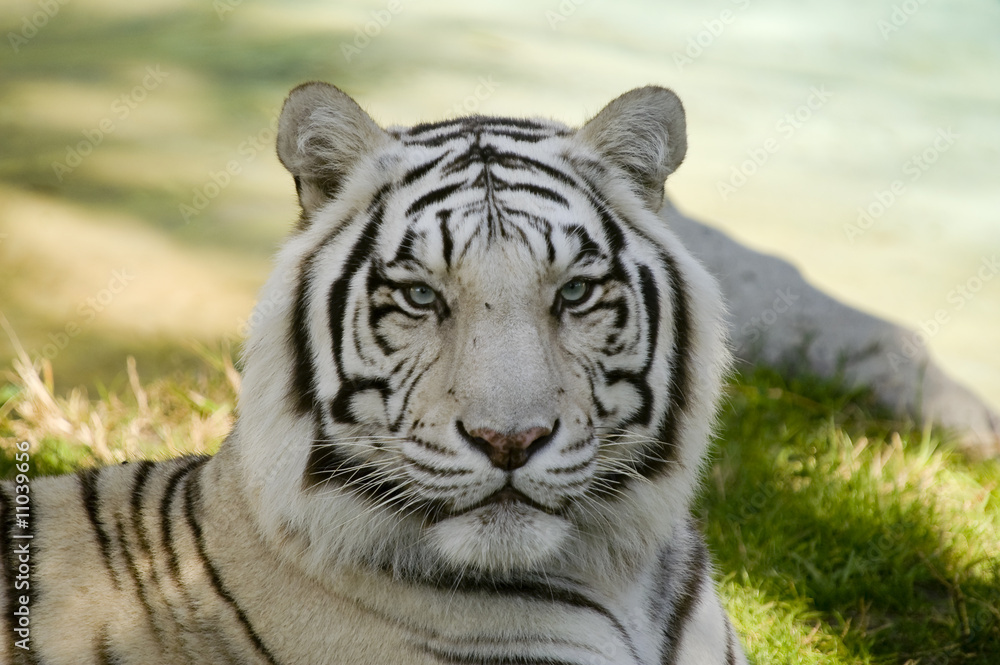 Fototapeta premium Amur Tiger
