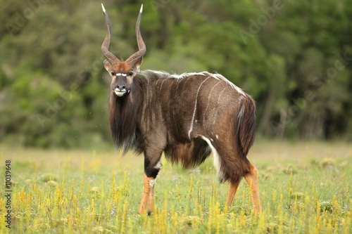 Nyala Antelope Ram